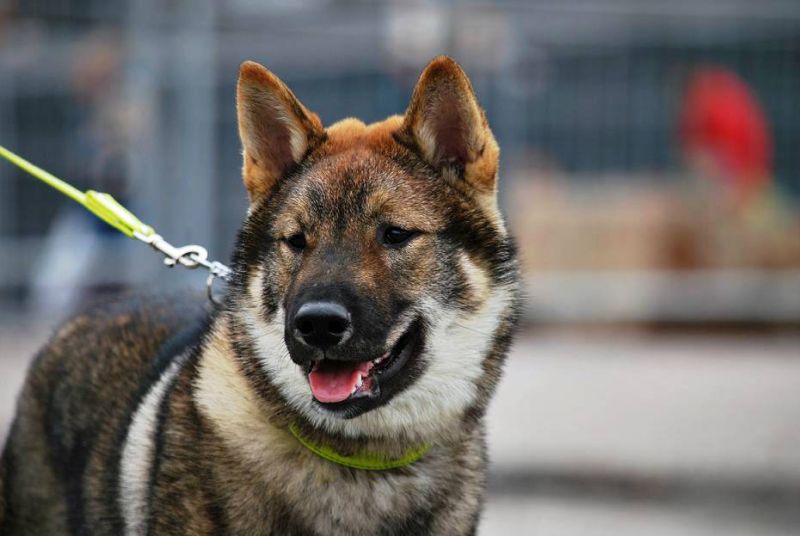 giống chó Kikoku trưởng thành